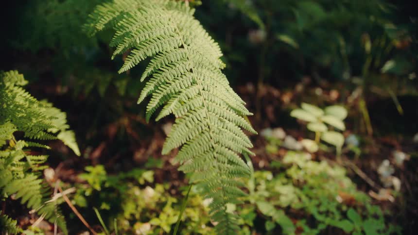 Leaf of a tropical plant in a forest