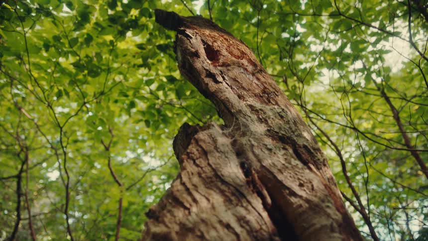 Twisted trunk of a tree in the forest