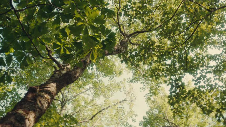 Green tree canopy viewed from below on a sunny day