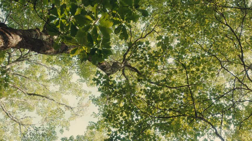 View of the forest canopy from below