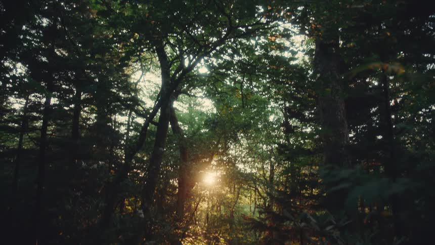 Sunlight shines through dense forest trees during golden hour