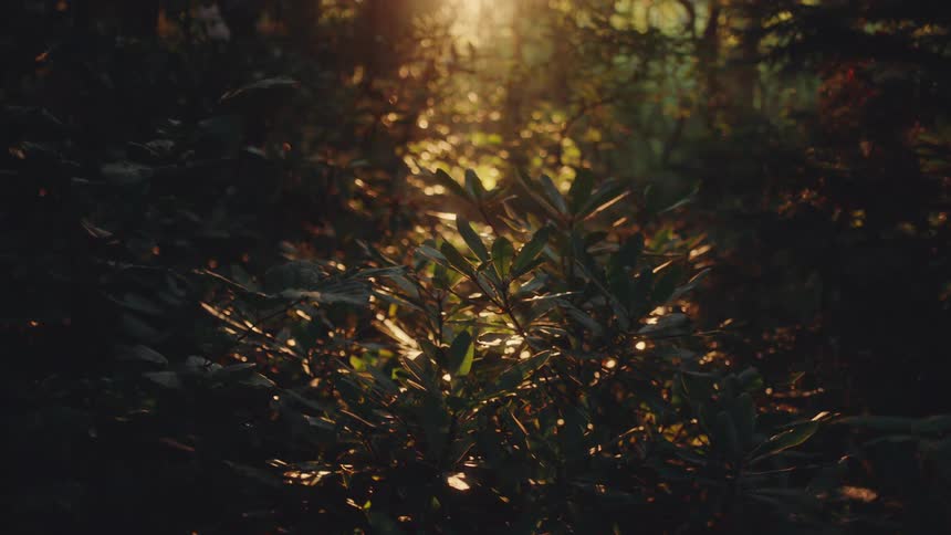 Golden sunlight filters through dense foliage casting a warm dappled glow across the lush undergrowth of the forest