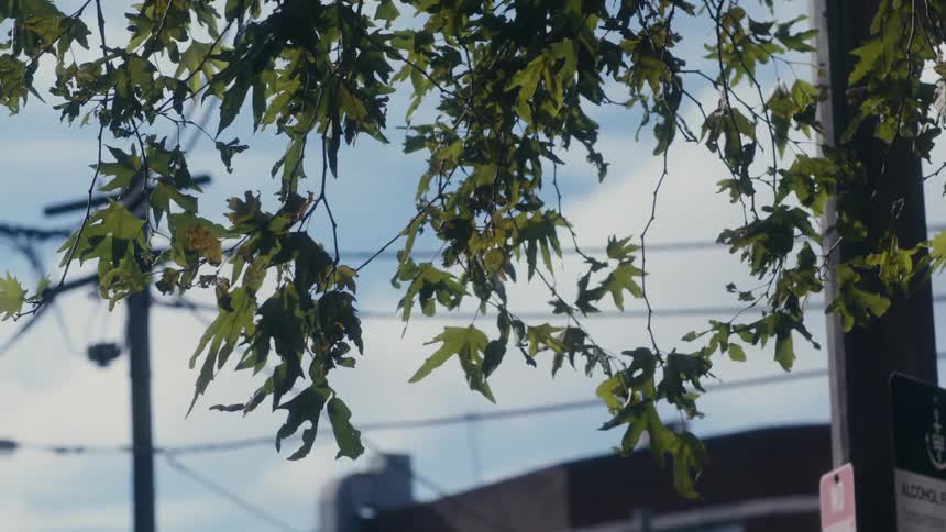 Tree hangs in front of the building