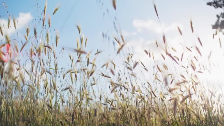 Golden grass stalks sway under a bright blue sky as sunlight filters through creating a serene and breezy meadow scene