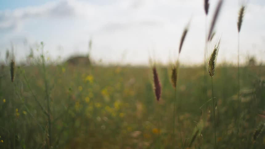 Grasses and flowering plants on a field outdoors during daytime