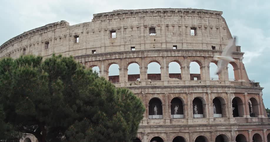 A bird flying around the flavian amphitheatre located in rome italy with a tree beside it at midday