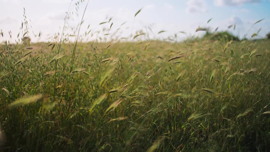 Tall grass gently sways in a sunlit field beneath a soft blue sky