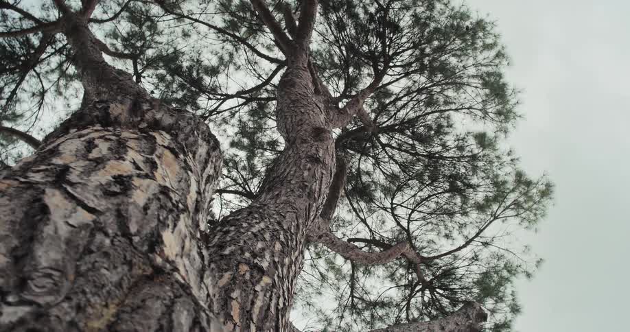 A large tree outdoors during daytime