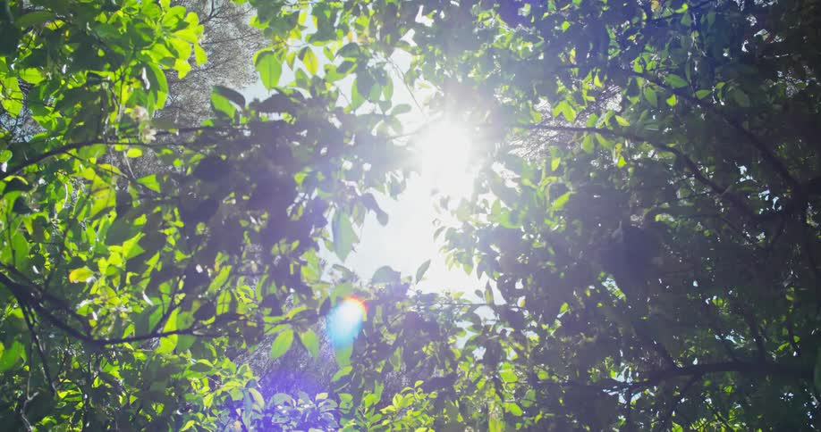 The video shows a lowangle shot looking up through a canopy of green leaves and tree branches the sun is shining brightly from above creating a strong lens flare and backlighting the leaves the scene suggests a warm and sunny day with the light filt