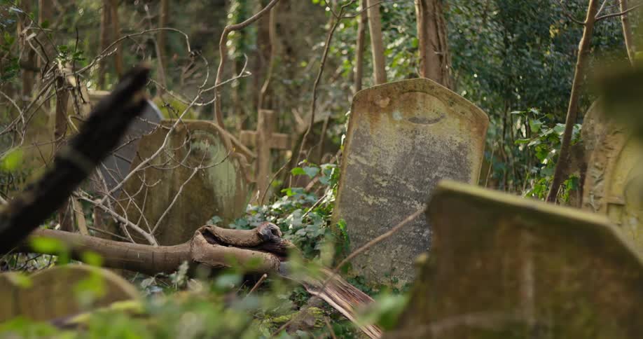The video shows a path through a dense overgrown area with a number of old tombstones scattered around the headstones are covered in moss and some are tilted or broken giving the scene a very old and abandoned feel the surroundings are filled with tan