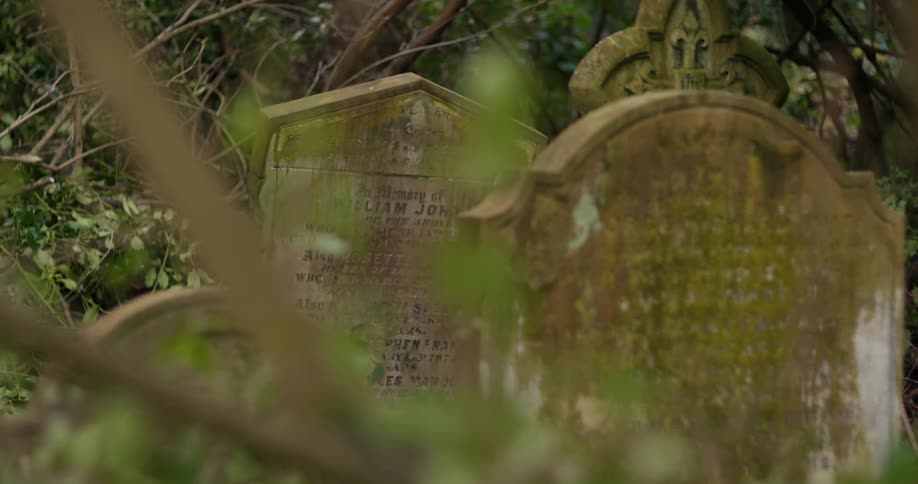 Old mosscovered gravestones surrounded by branches and vegetation in a cemetery