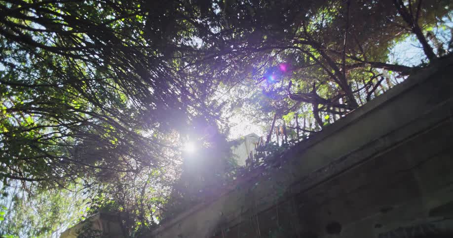 A concrete fence lining an area covered with trees with sunlight reflecting at midday