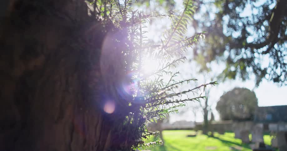 Sunbeam shining through vegetation in a cemetery with gravestones in the background
