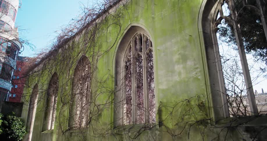 Wall of a ruined church covered in ivy with open gothic windows