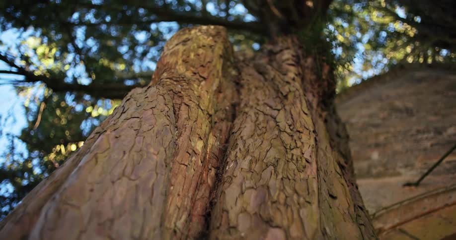 A close up of a tree