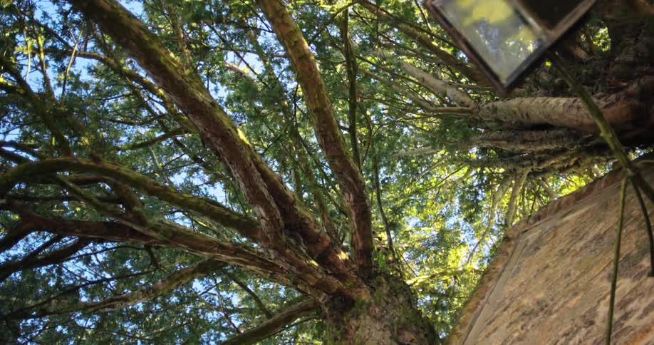A tree hangs over the shelter