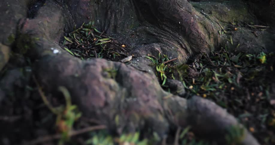A close up of a tree and its roots