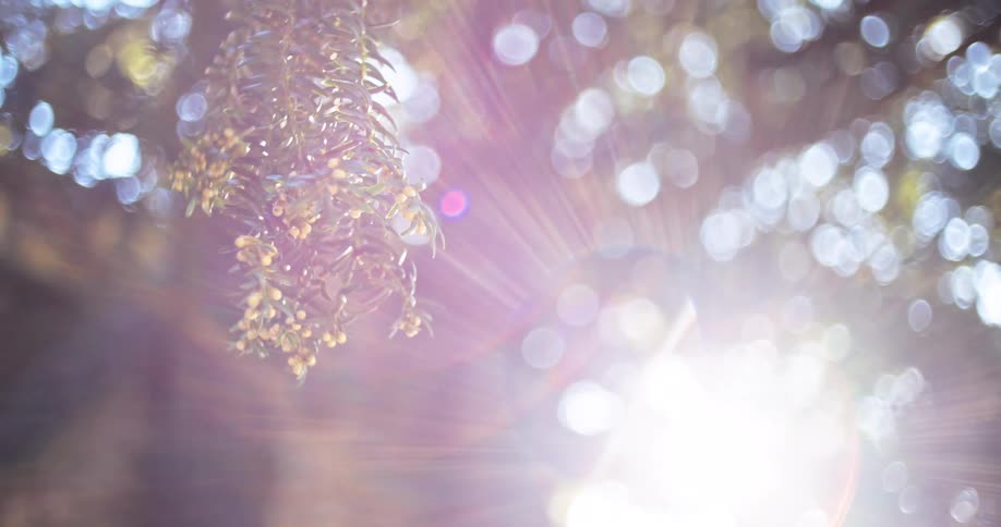 A plant hanging in the sun