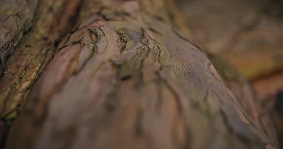 The video shows a closeup of the textured rough bark of a tree the camera slowly pans up the tree trunk revealing the deep furrows and ridges of the bark the lighting is soft and natural with hints of bokeh from the outoffocus background