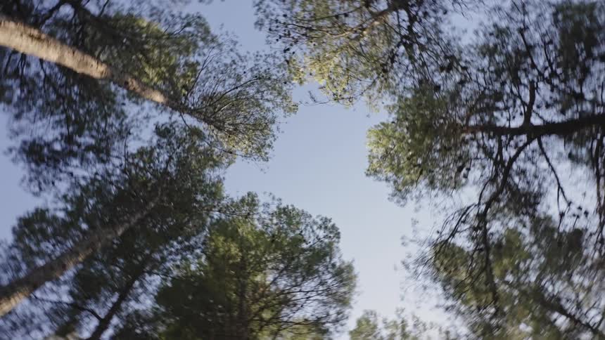 The green trees reach up into the sky