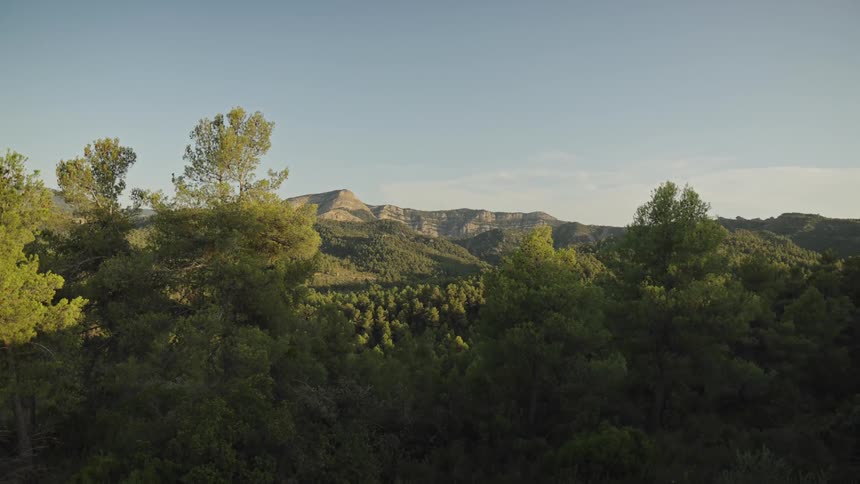 Golden sunlight washes over a dense pine forest with rugged mountain cliffs rising in the distance