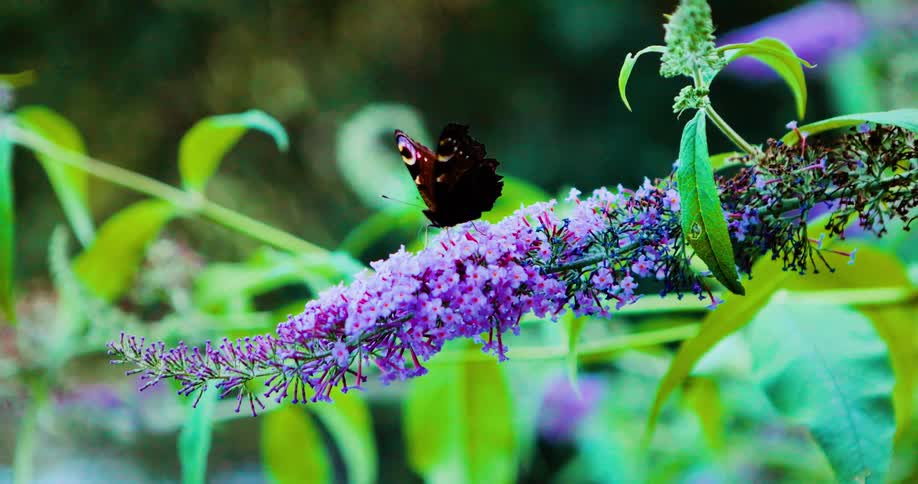 A Peacock butterfly on a cluster of vibrant purple flowers surrounded by green foliage