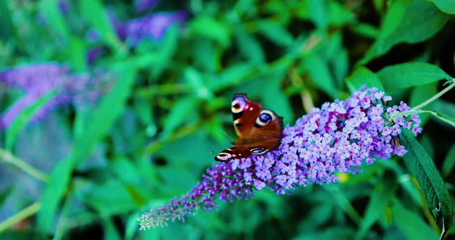 A Peacock butterfly on a purple flower before flying away