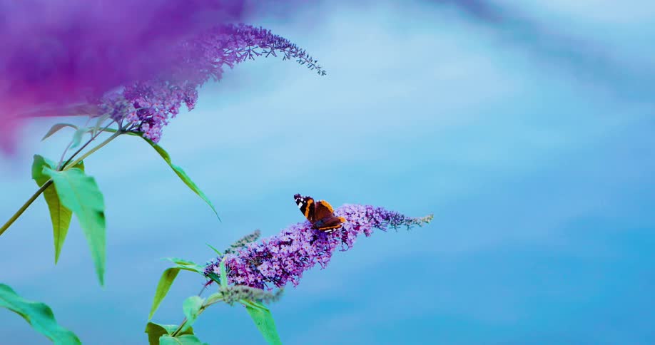 A butterfly on a purple flower