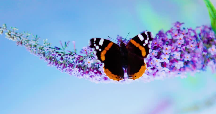 A Red Admiral Butterfly on a purple flower