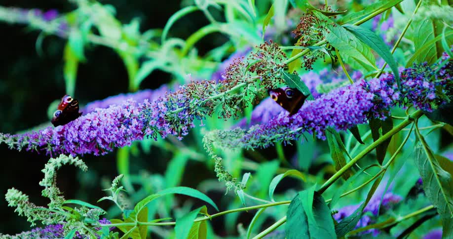 A butterfly perched on a flowering plant in the woods at midday