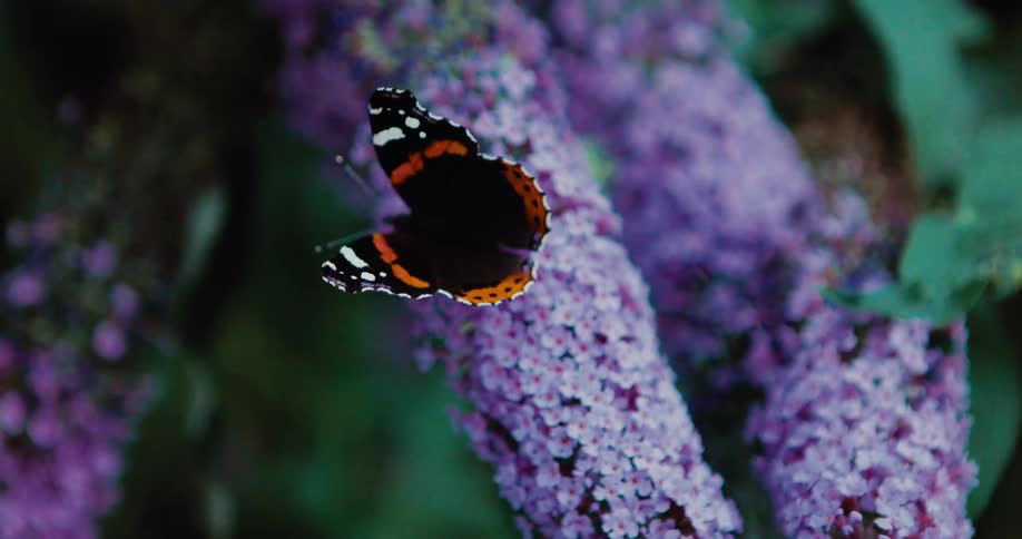 Red Admiral butterfly on a purple flowering plant in the woods at midday