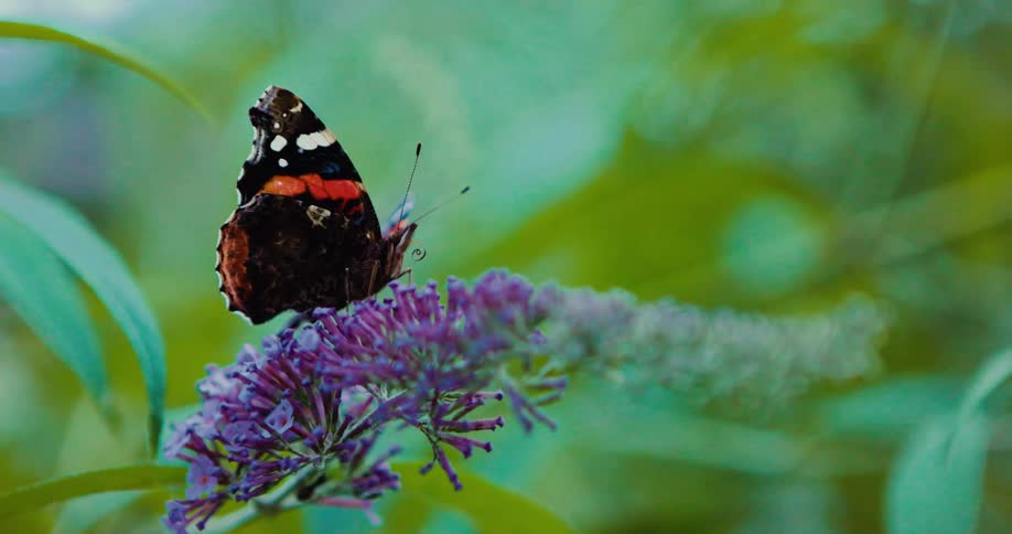A butterfly perches on a flower