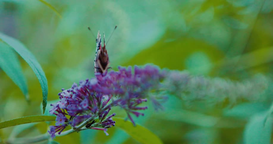 The butterfly is standing on the flower