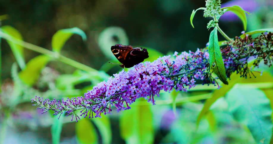 A butterfly on a purple flower plant in the woods at midday