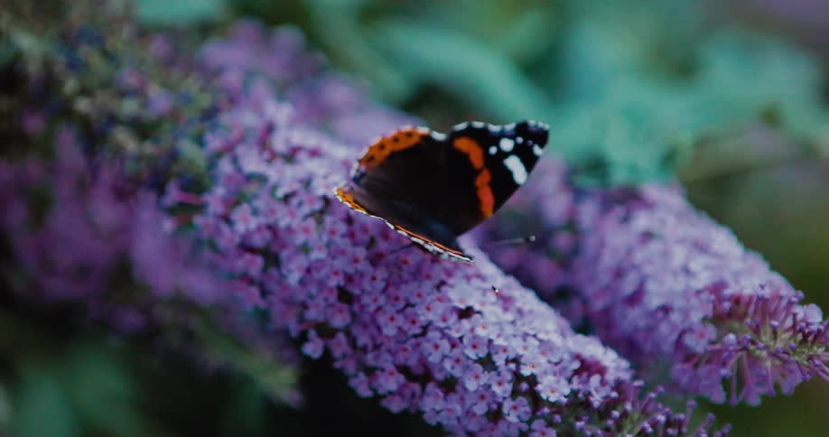 Red Admiral butterfly walks along the purple flowers