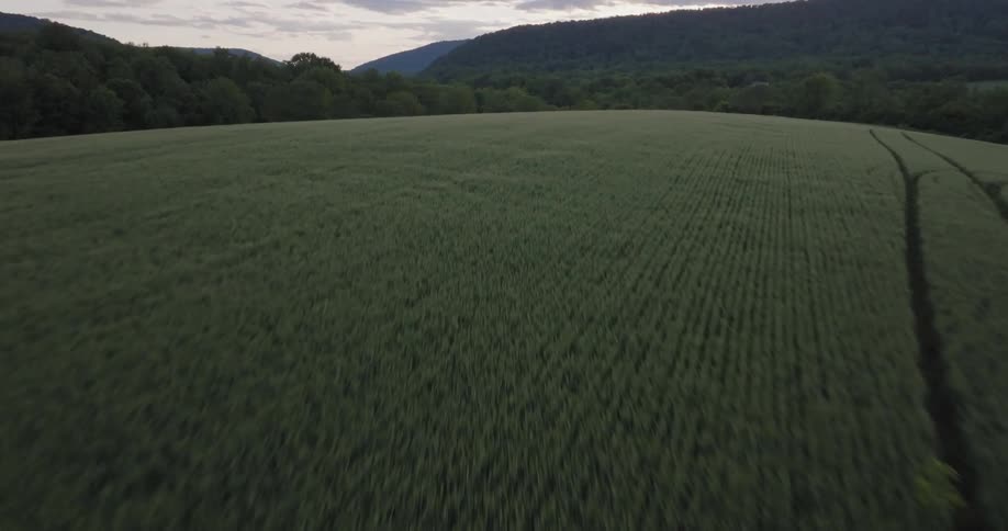 The video shows an aerial view of a large green field with parallel rows of crops the camera slowly moves over the field which appears to be a wheat field revealing tire tracks from a tractor