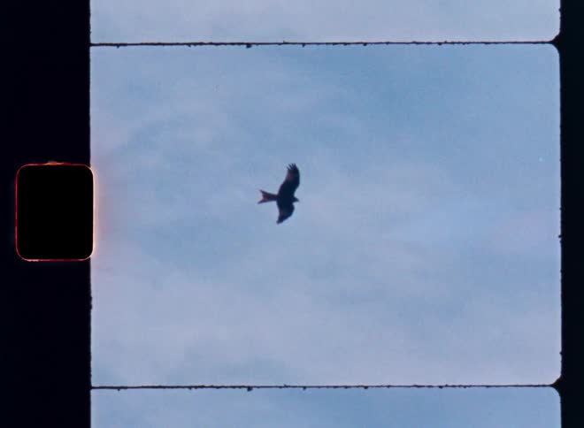 A bird flies through the skies