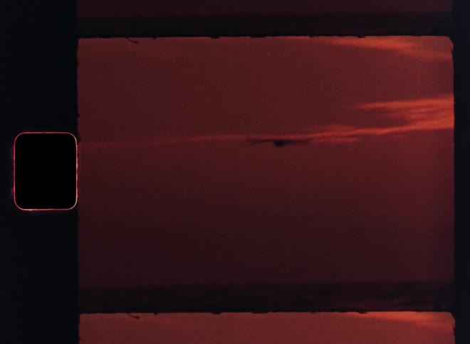A bird flies past the setting sun