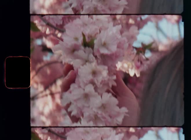 A soft cluster of pale pink blossoms is gently held by the hand of an unrecognizable brunette woman that touches the pink petals of the beautiful branches covered in pink blossoming flowers as a sensational impression