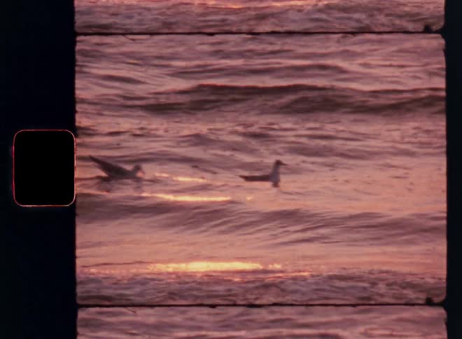 Birds are floating on the surface of water with waves