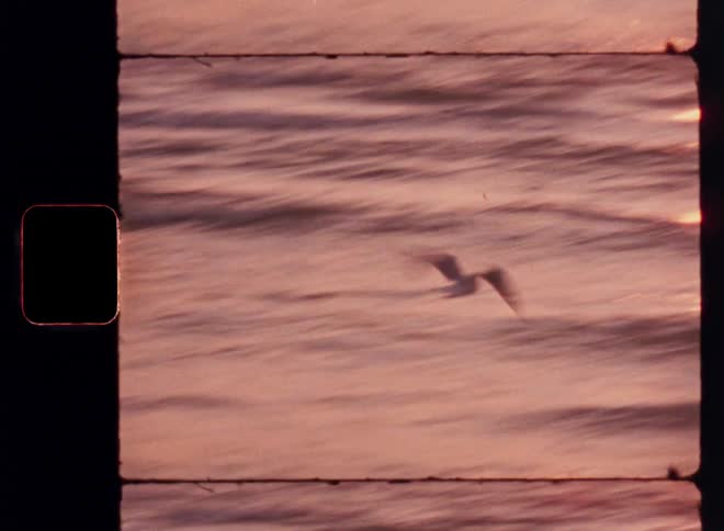 Birds flying by the sea during sunset