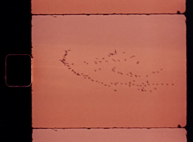 A flock of birds flying through the air