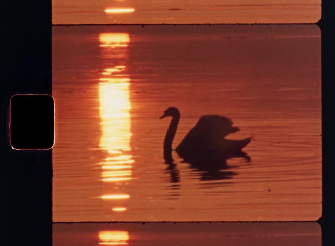 The silhouette of a swan in the water