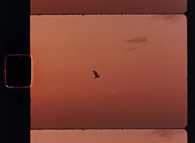 Birds flying against a sunset sky