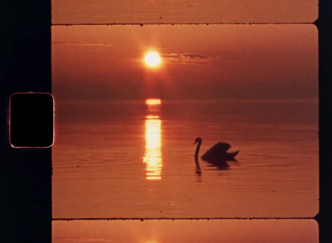 The bird floats in the water as the sun rises
