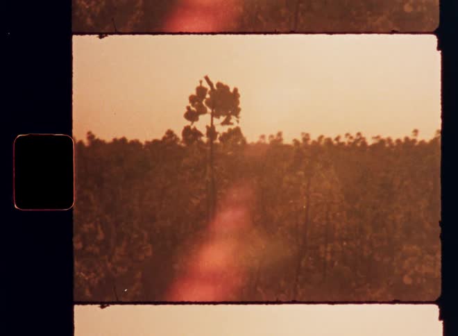 Orangetoned film shows a lone tree amid the vegetation
