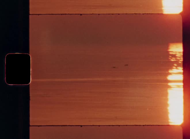 A seabird flying over the ocean with the orange setting sun illuminating the sky