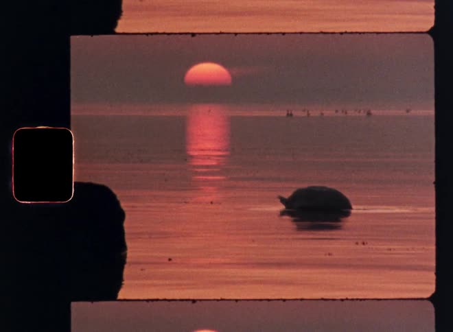 Swans on a lake swimming while one in the foreground dives its head underwater at dusk