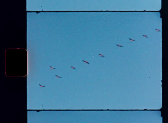 A flock of birds fly together in the sky during daytime