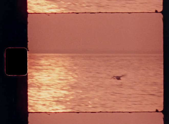 Reddishtoned film shows a whale surfacing in the sea